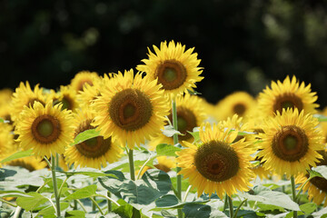 　ひまわりの祭り