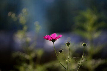 可憐なコスモス