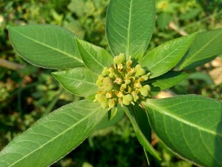 Euphorbia heterophylla, also known fireplant, painted euphorbia, Japanese poinsettia, desert...