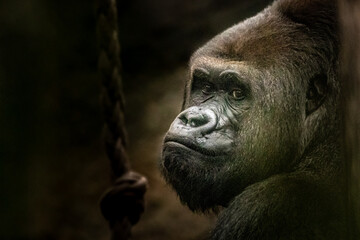 Gorilla fine art portrait