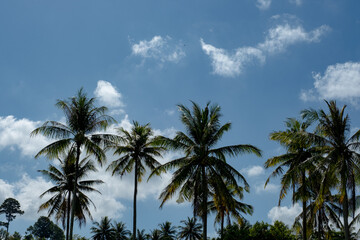 Fototapeta na wymiar Palm trees on blue sky background, vintage look style