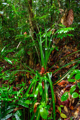 Sinharaja Forest Reserve,  a national park in Sri Lanka. UNESCO World Heritage