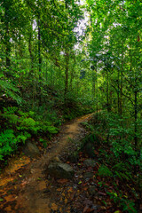 Narrow strip of the Sinharaja Forest Reserve,  a national park in Sri Lanka. UNESCO World Heritage