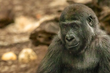 young gorilla against a rocky background