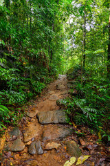 Obraz premium Narrow strip of the Sinharaja Forest Reserve, a national park in Sri Lanka. UNESCO World Heritage