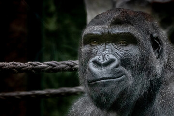 Obraz premium a fine art portrait of a silver back gorilla