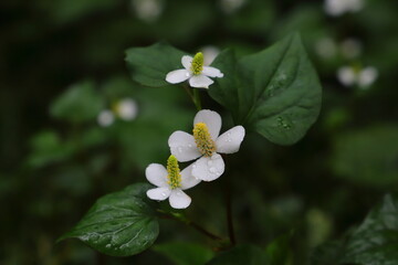 雨に濡れるドクダミの花