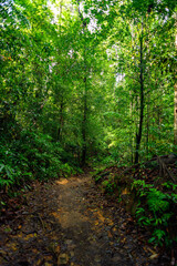 Obraz premium Sinharaja Forest Reserve, a national park in Sri Lanka. UNESCO World Heritage