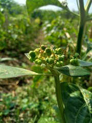 Euphorbia heterophylla, also known fireplant, painted euphorbia, Japanese poinsettia, desert...