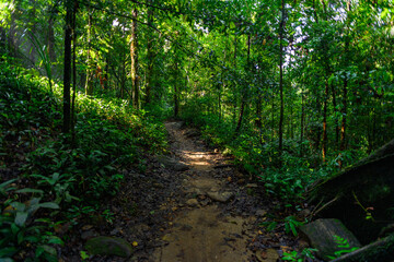 Obraz premium Nature of the Sinharaja Forest Reserve, a national park in Sri Lanka. UNESCO World Heritage