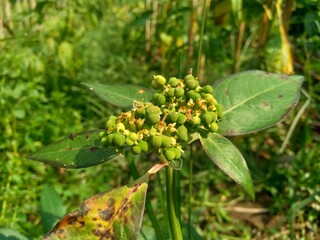 Euphorbia heterophylla, also known fireplant, painted euphorbia, Japanese poinsettia, desert...