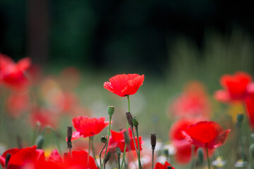 可愛いシャレーポピー