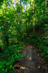 Obraz premium Nature of the Sinharaja Forest Reserve, a national park in Sri Lanka. UNESCO World Heritage