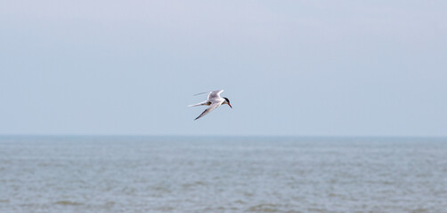 Sea Birds in flight at the coast
