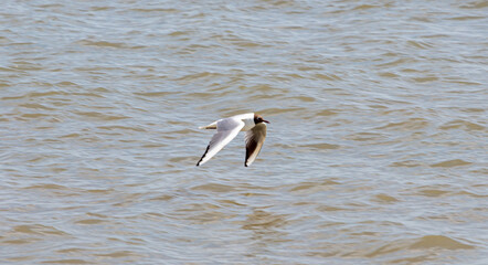 Sea Birds in flight at the coast