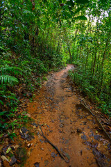 Fototapeta na wymiar Sinharaja Forest Reserve, a national park in Sri Lanka. UNESCO World Heritage