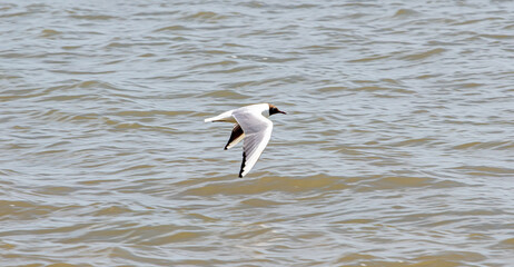 Sea Birds in flight at the coast
