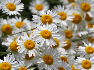 (Leucanthemum vulgare) Touffes de marguerites communes ou leucanthème commun sur tiges peu ramifiées et courbées
