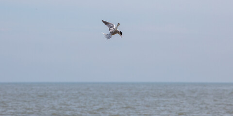 Sea Birds in flight at the coast