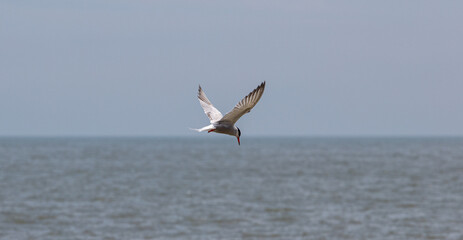 Sea Birds in flight at the coast