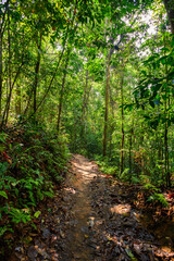 Sinharaja Forest Reserve,  a national park in Sri Lanka. UNESCO World Heritage