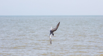 Sea Birds in flight at the coast