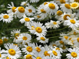 Obraz premium (Leucanthemum vulgare) Touffes de marguerites communes ou leucanthème commun sur tiges peu ramifiées et courbées
