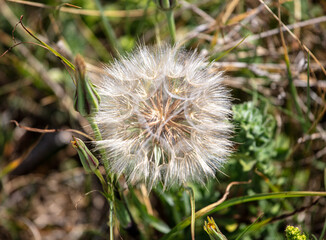 Wild Dandelion gone to seed