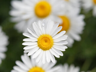Fototapeta premium (Leucanthemum vulgare) Gros plan sur fleur de marguerite commune aux pétales blanches autour d'un disque jaune
