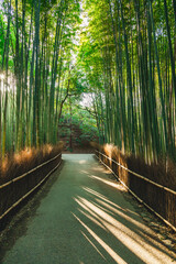 Arashiyama bamboo forest Kyoto landscape
