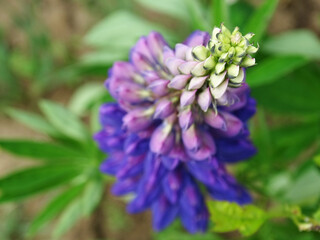 Lupine inflorescence top view, flower in focus