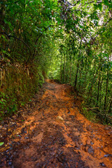 Sinharaja Forest Reserve,  a national park in Sri Lanka. UNESCO World Heritage