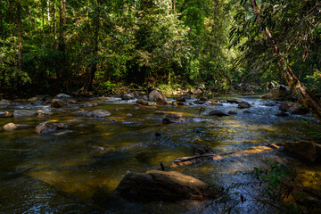Obraz premium Sinharaja Forest Reserve, a national park in Sri Lanka. UNESCO World Heritage