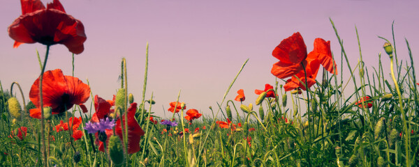 Obraz premium Flowers Red poppies blossom on wild field. Beautiful countryside field red poppies with selective focus blur. Afternoon soft sunlight, sunset. Landscape panorama banner.