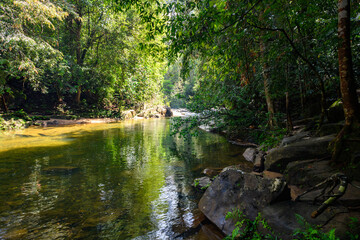 Naklejka na ściany i meble River in the Sinharaja Forest Reserve, a national park in Sri Lanka. UNESCO World Heritage