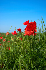 Fototapeta premium Flowers Red poppies blossom on wild field. Beautiful countryside field red poppies with selective focus blur. Afternoon soft sunlight, sunset. Landscape panorama.