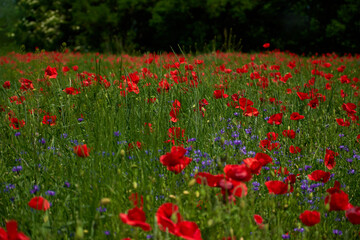 Flowers Red poppies blossom on wild field. Beautiful countryside field red poppies with selective focus blur. Afternoon soft sunlight, sunset. Landscape panorama.