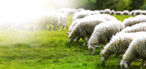 Sheep on green field of grass in natural scenery