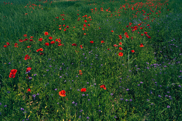Flowers Red poppies blossom on wild field. Beautiful countryside field red poppies with selective focus blur. Afternoon soft sunlight, sunset. Landscape panorama.