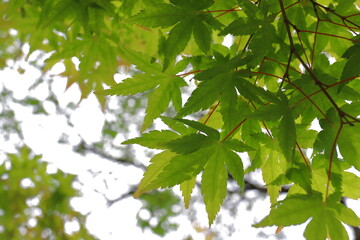 新緑のカエデ