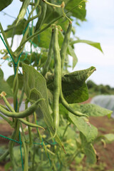 インゲンの栽培