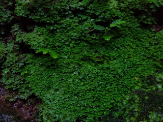 green moss background