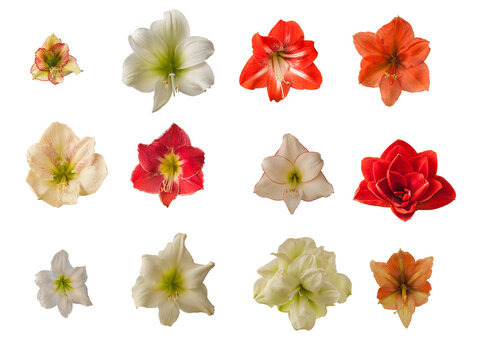 Set of  flowers of hippeastrum (amaryllis)