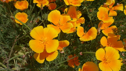 Fototapeta na wymiar Orange flowers on green grass