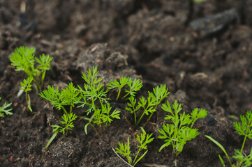 Fresh young carrot sprouts in a home garden