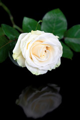 Fototapeta premium White rose reflected in black surface, close-up