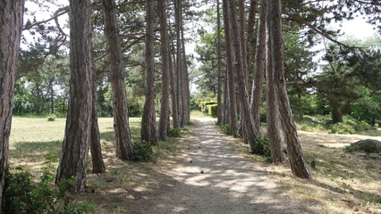 Obraz premium Tree trunks along a narrow road