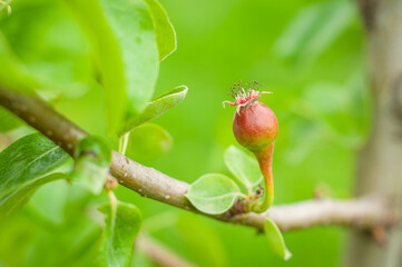Green unripe pear fruit hanging on a tree branch