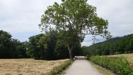Fototapeta na wymiar A tree on the side of the road