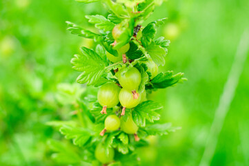 Very juicy and beautiful branch of gooseberry with ripe berries on a background of green grass